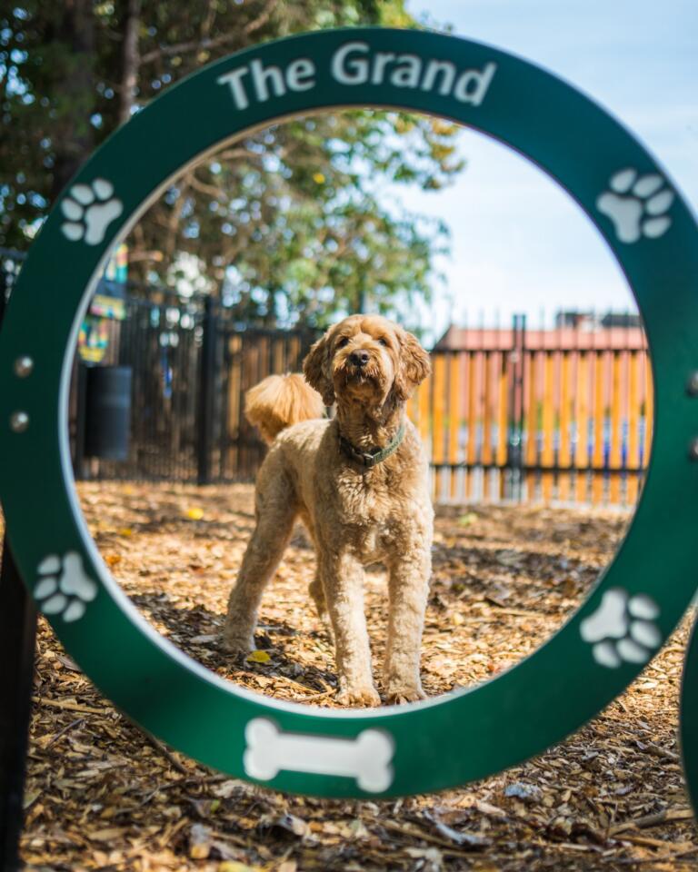 Dog park at The Grand