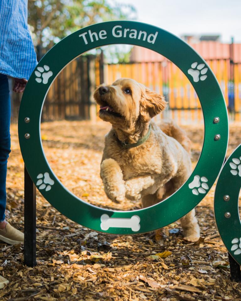 Dog park agility ring at The Grand